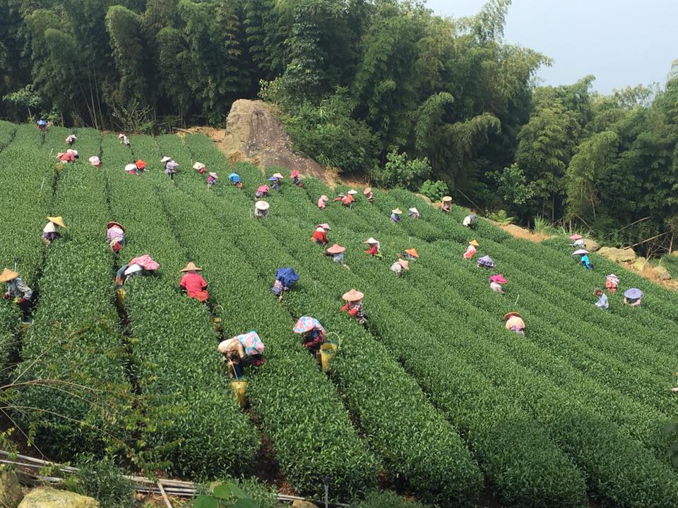 Taiwanese Oolong