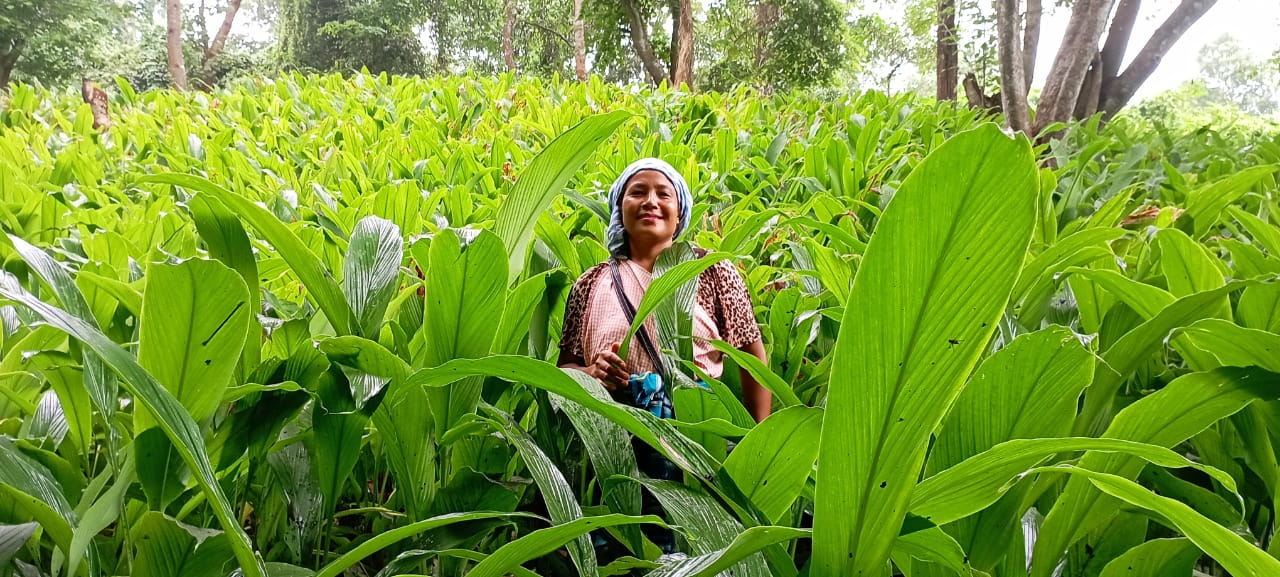 Lakadong Turmeric Farmer P. Nongdkhar