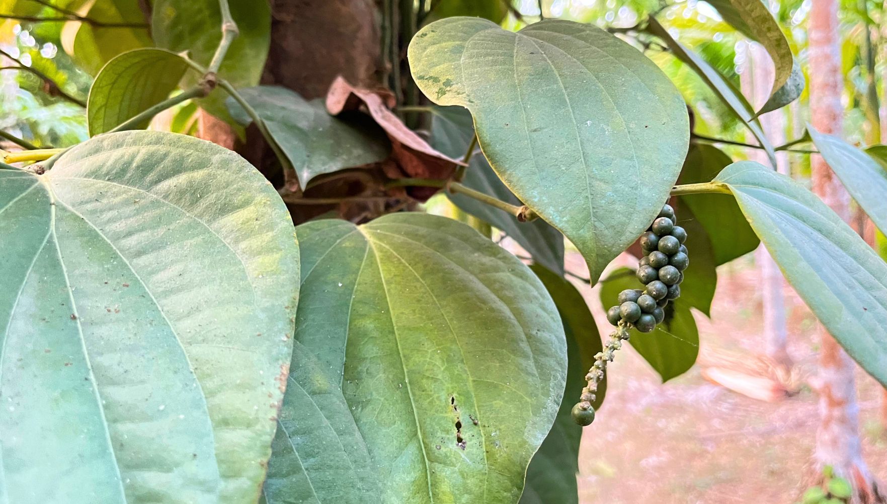 black pepper vine