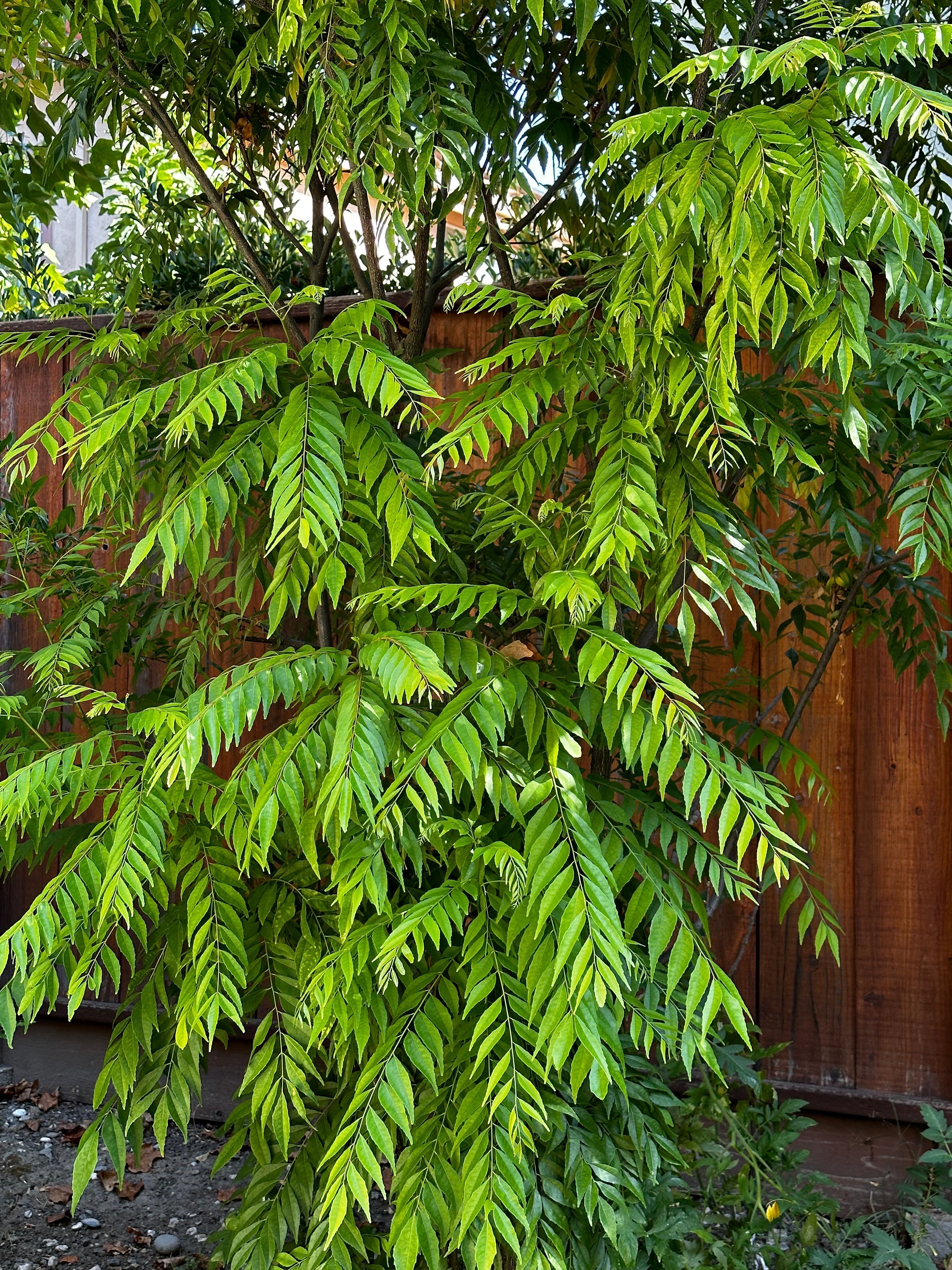 curry leaf tree