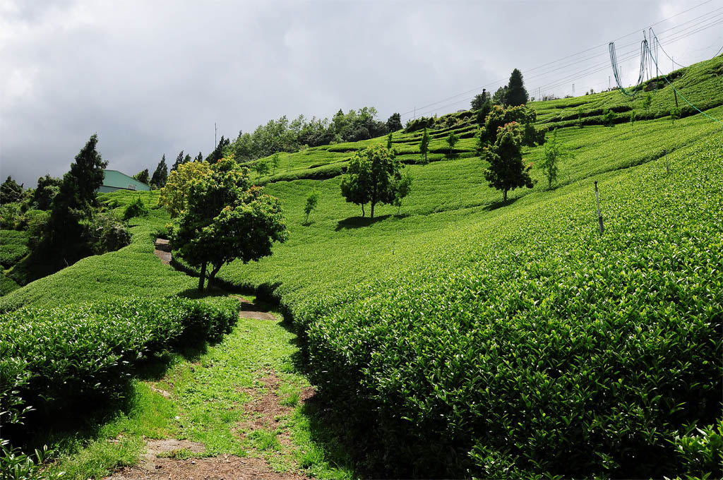 Taiwan tea plantation