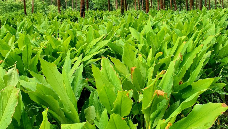 Golden Treasures: Lakadong Turmeric of the Jaintia Hills