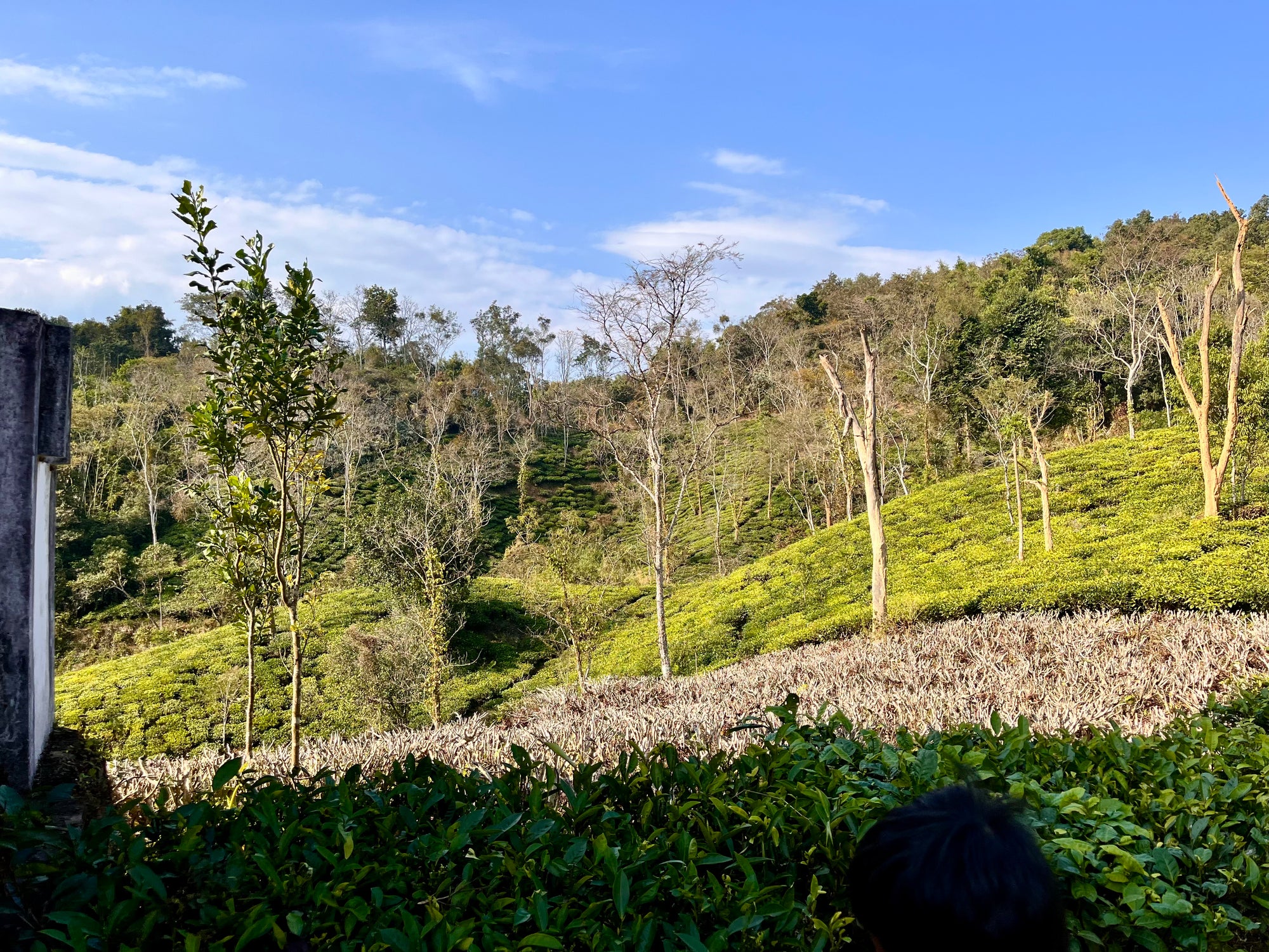 Himalayan Green Tea - Living Roots