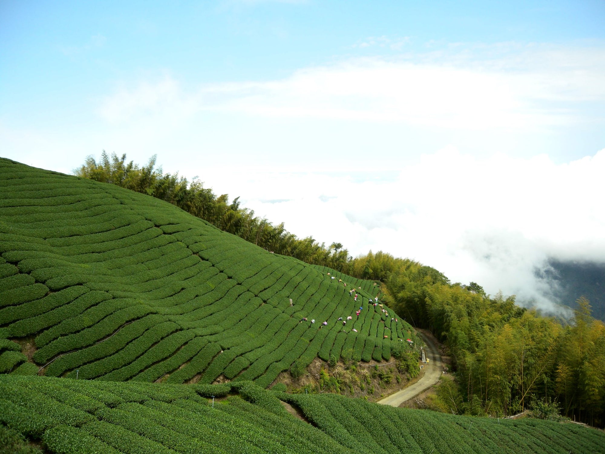 Shan Lin Xi High Mountain Oolong Tea - Living Roots