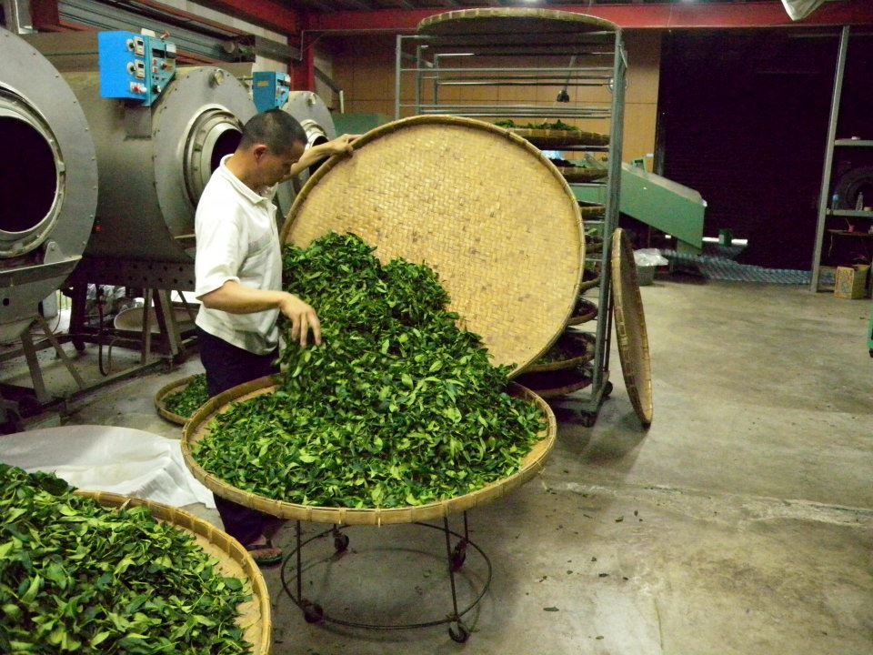 Shan Lin Xi High Mountain Oolong Tea - Living Roots