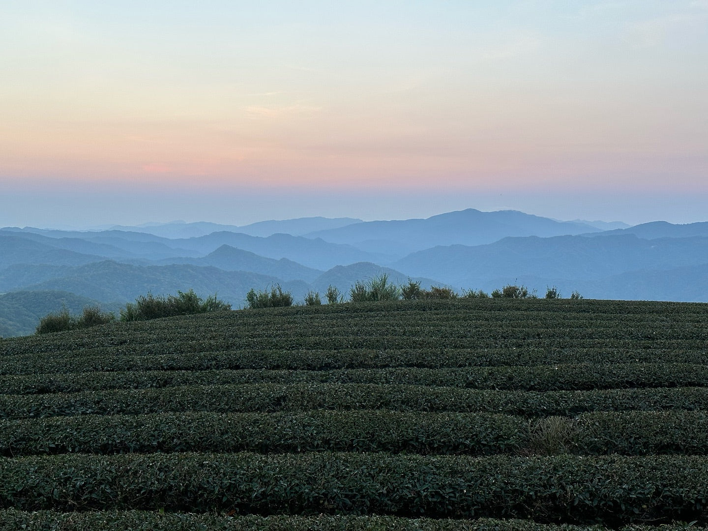 when to drink oolong tea