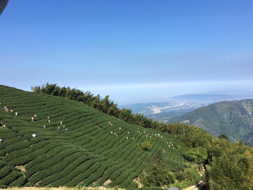 Shan Lin Xi High Mountain Oolong Tea - Living Roots