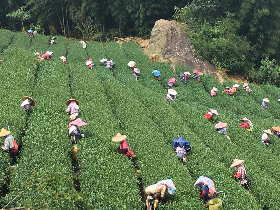 Shan Lin Xi High Mountain Oolong Tea - Living Roots