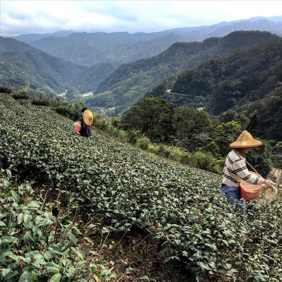 Pinglin Pouchong Oolong Tea - Living Roots