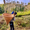 Himalayan Green Tea - Living Roots