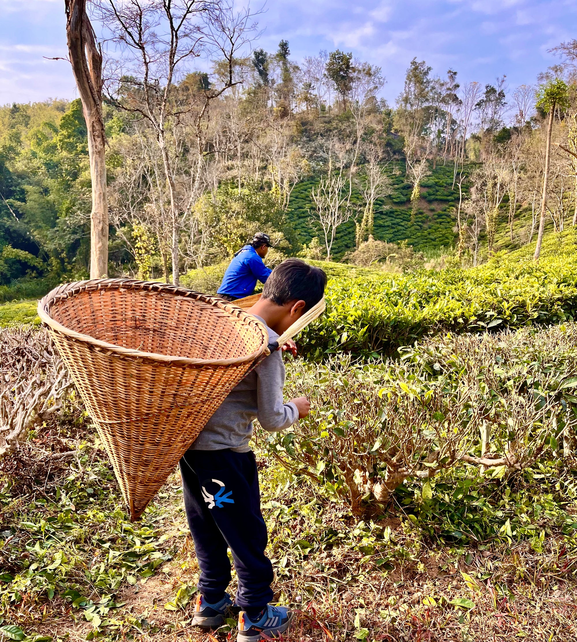 Himalayan Green Tea - Living Roots