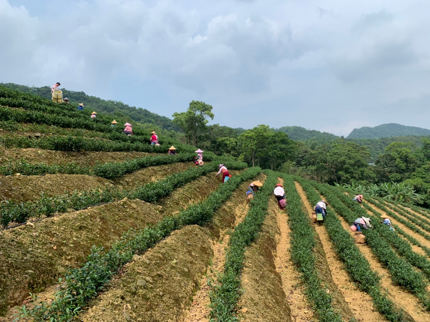 what oolong tea good for